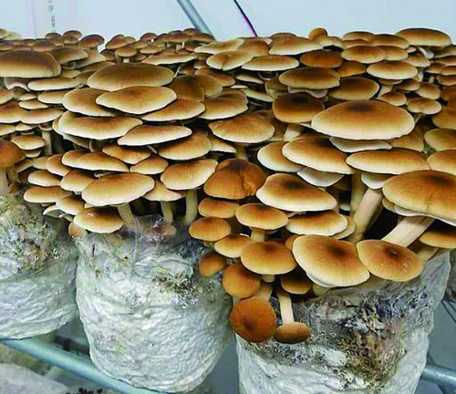 Өсетін сөмкелерде саңырауқұлақтарды өсірудің артықшылықтары.